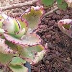 Kalanchoe fedtschenkoi Hoja