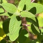 Salvia microphylla Leaf