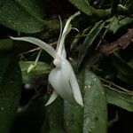 Angraecum angustipetalum Blüte