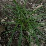 Carex jamesii Leaf