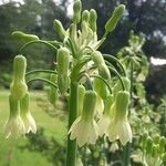 Ornithogalum princeps