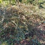 Osmanthus delavayi Alkat (teljes növény)