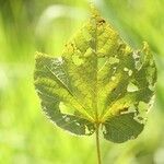 Dombeya ciliata Folla