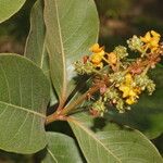 Byrsonima crassifolia Fleur