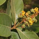 Byrsonima crassifolia Blomma