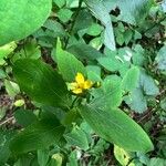 Hypericum punctatum List