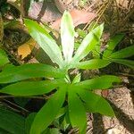 Lygodium circinnatum 葉