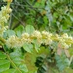 Weinmannia pubescens Flors