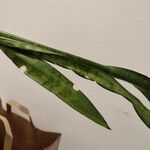 Sansevieria trifasciata Leaf
