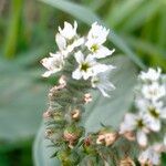 Heliotropium europaeumFlower