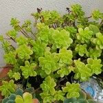 Sedum kimnachii Blatt