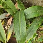 Heliconia psittacorum 叶