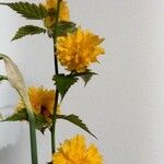 Kerria japonica फूल