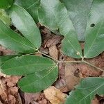 Gilbertiodendron diphyllum 葉