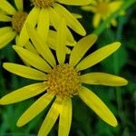 Senecio squalidusFlower