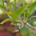 Cornus florida Лист