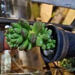 Sedum × rubrotinctum Folha