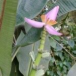 Musa ornata 花