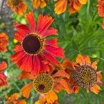 Helenium autumnaleBlüte