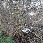 Salix capreaFlower