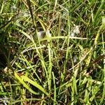 Eriophorum angustifolium ഇല