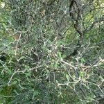 Corokia cotoneaster Folha