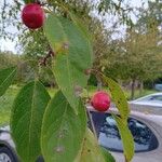 Malus baccataFruit