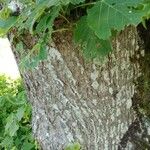 Tilia x europaea Bark