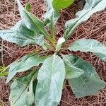 Cynoglossum officinaleBlad