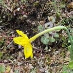 Narcissus rupicola Flower