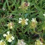 Sideritis hyssopifolia 花