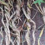 Lonicera acuminata Облик