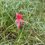 Hesperantha coccinea花