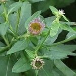 Aster ageratoides Blüte