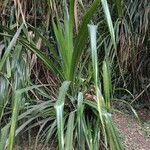 Pandanus urophyllus Leaf