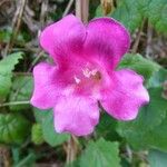 Lophospermum erubescens 花