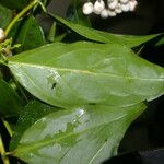 Chiococca alba Leaf