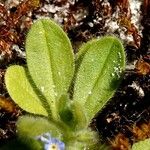 Myosotis ramosissima Feuille