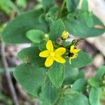 Hypericum punctatum Квітка