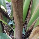 Flemingia strobilifera പുറംതൊലി