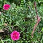 Dianthus caryophyllusFlower