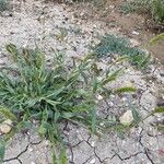 Setaria verticillata Цветок