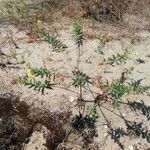 Oenothera drummondii Habit