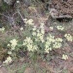 Eriogonum heracleoides Blomst