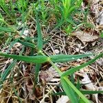 Stellaria holostea Hoja