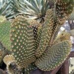 Opuntia microdasysBlad