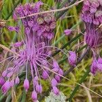 Allium carinatum Flor