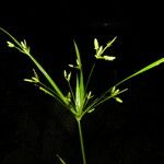 Cyperus laxus Агульны выгляд