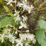 Clematis ligusticifolia Цвят