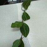 Dischidia ovata Leaf